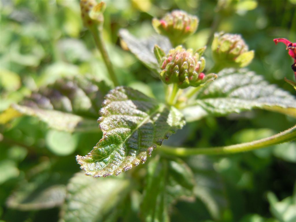 Posillipo - Lantana camara / Camara